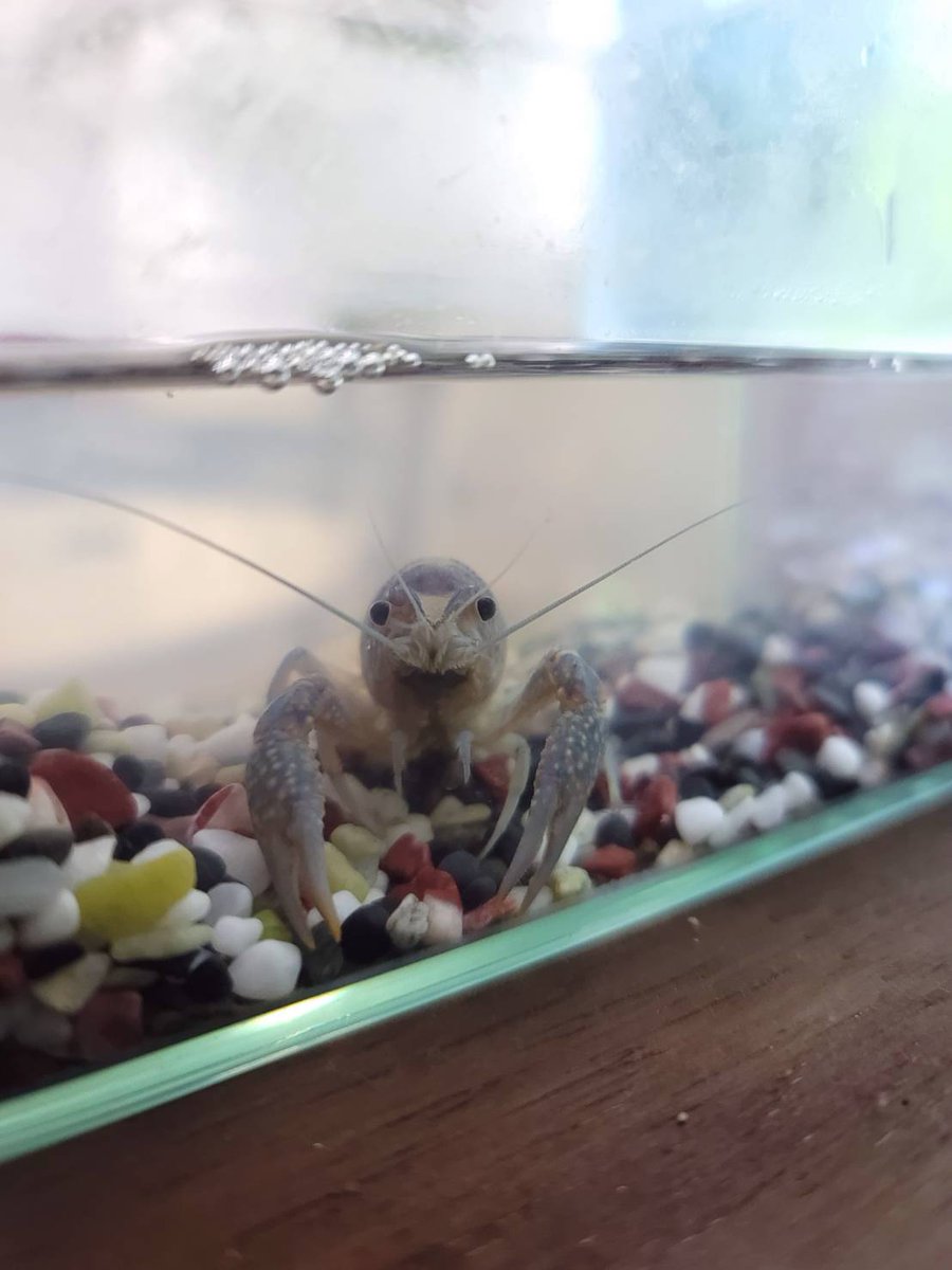 ザリガニ脱走 ザリガニ脱走