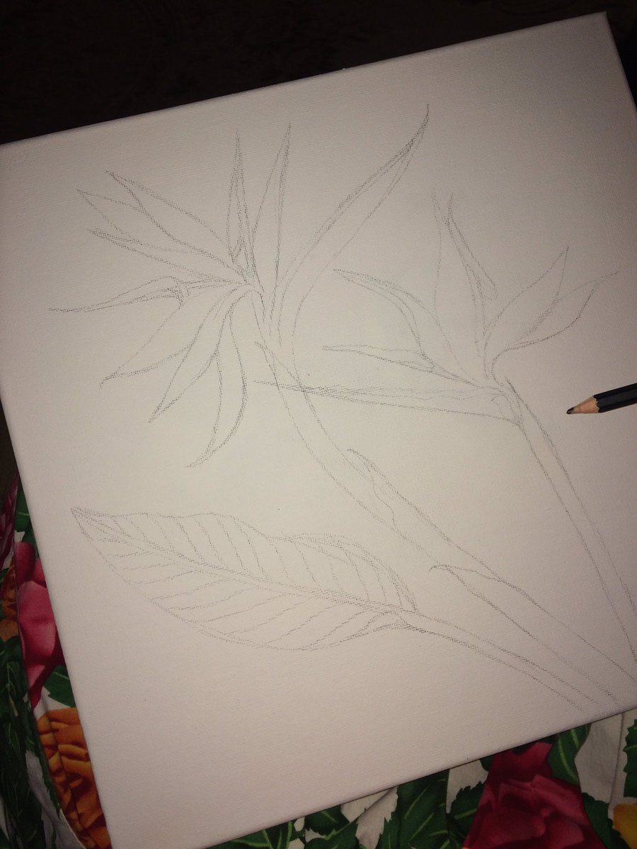 Rabab11118's tweet photo. رسمتي لـ عصفور الجنة 😍
بصورها لما تكتمل ان شاء الله https://t.co/EOuRdbxIm4
