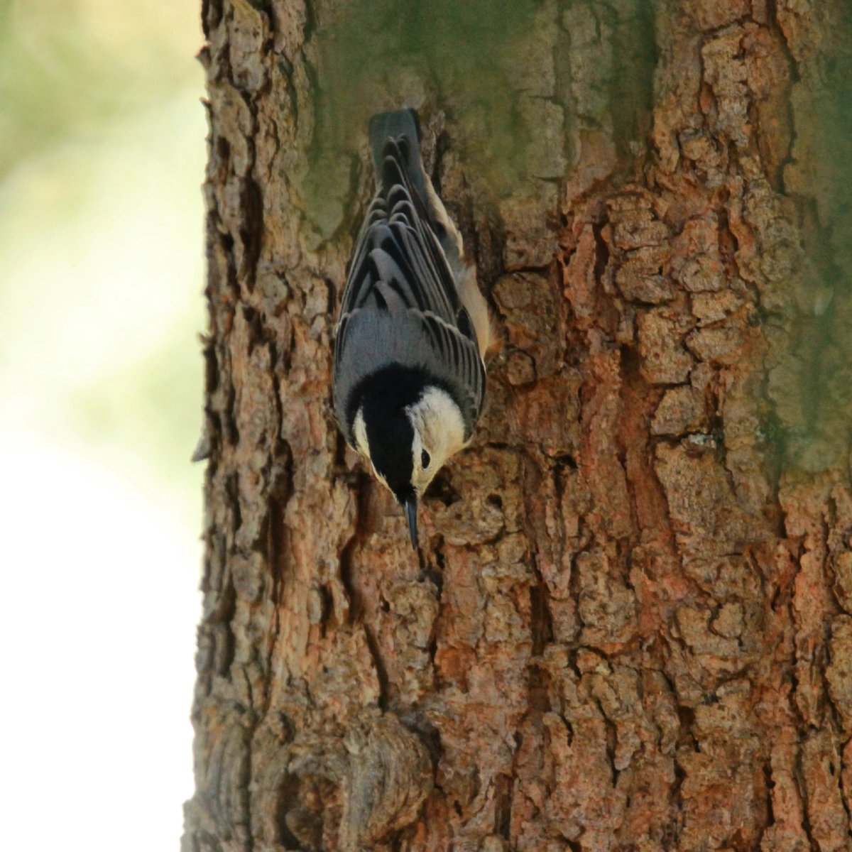 White-breasted nuthatch on a mission! 
#whitebreastednuthatch #whitebreastednuthatches #nuthatch #nuthatches #onamission #mission #birding #ohiobirding #ohiobirder #birder #ohiobirds