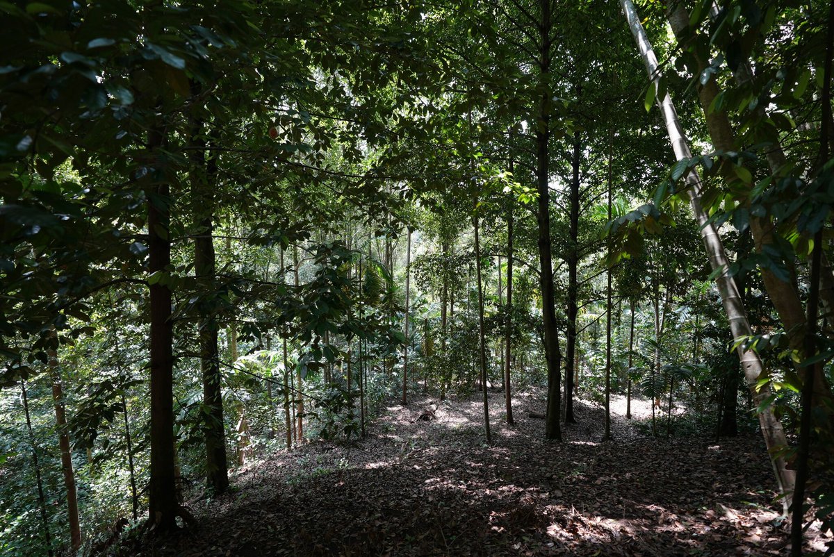 CTOSpices's tweet photo. This "rainforest" is actually mostly spices! This farm does not use fertilizer, as the trees have sustained themselves after being passed down through generations.

#singleorigin #directtrade #cinnamontreeorganics #organicspices #organicfarming #equitablesourcing #sustainable https://t.co/lX3sSFXm9Q
