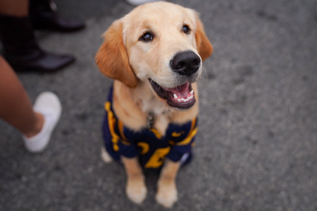 WestVirginiaU's tweet photo. Dogs of WVU game day. 🥰

1 like = 1 boop https://t.co/3x9rMnHNtT