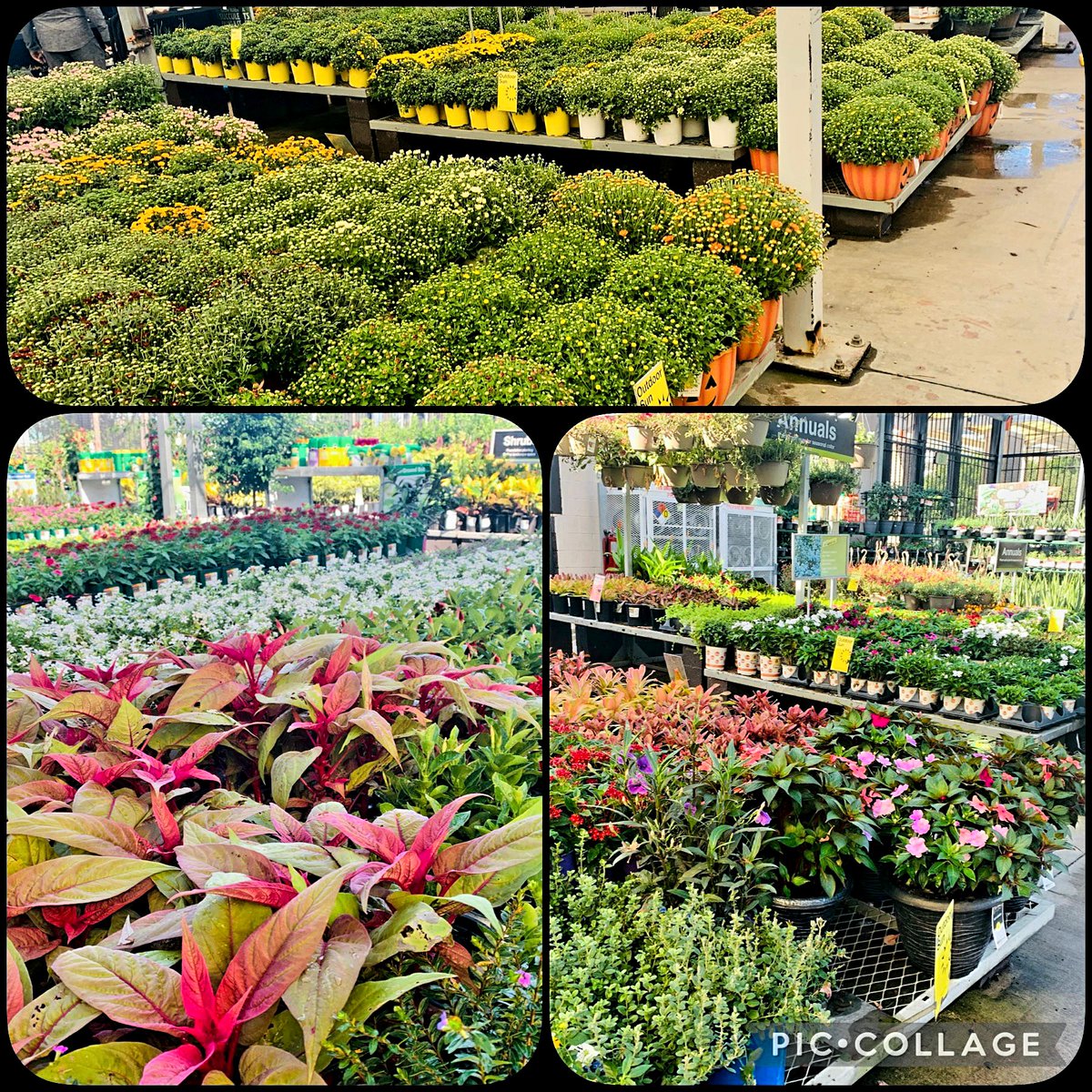 Juan Carlos Moreno (JC) (@juancarloshd10) on Twitter photo Your biscayne Home Depot is ready to jump start your garden projects!!
<a href="/6322HomeDepot/">Damian Brown</a> <a href="/District266/">District 266</a> <a href="/Curtisj_6322/">Curtis Joseph</a> @balleryg <a href="/JocicNatasha/">Natasha Jocic</a> Your biscayne Home Depot is ready to jump start your garden projects!!
<a href="/6322HomeDepot/">Damian Brown</a> <a href="/District266/">District 266</a> <a href="/Curtisj_6322/">Curtis Joseph</a> @balleryg <a href="/JocicNatasha/">Natasha Jocic</a>