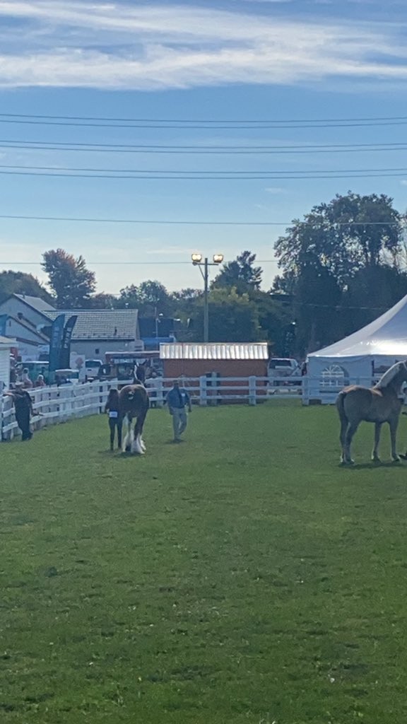 Today’s heavy horse shows and so much more for the whole family #RichmondfairON  visit richmondfair.ca  for list of activities
