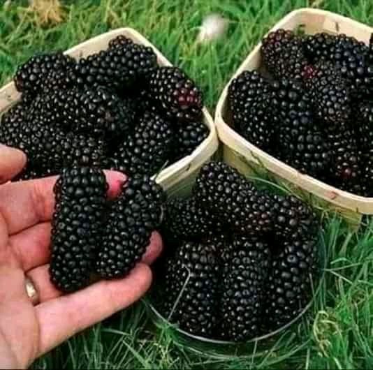 BokonoL's tweet photo. When last time did u eat this? https://t.co/OMIKqFNiqs