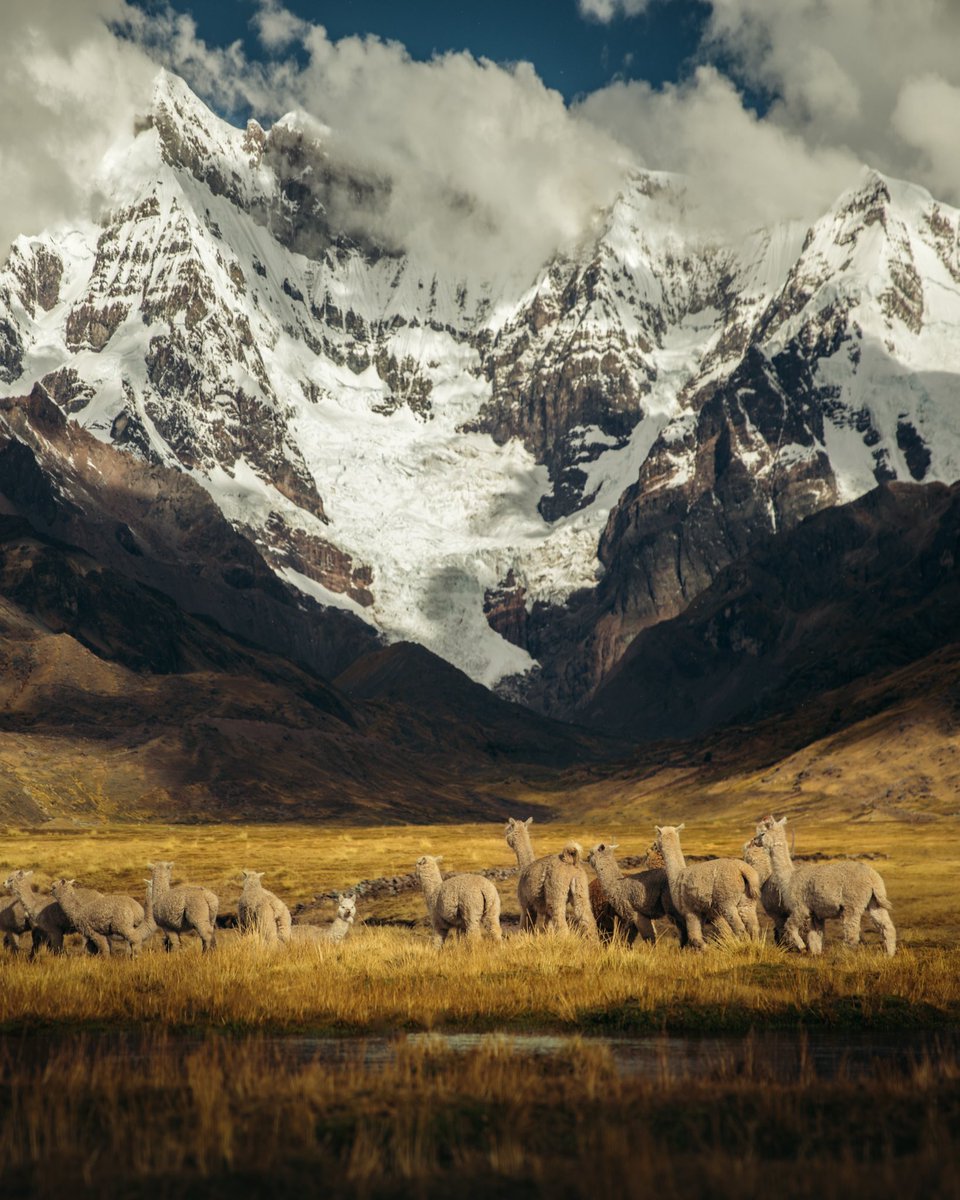 emmett_sparling's tweet photo. Alpacas at the base of Mt. Ausangate, Peru.
#landscapephotography #photography https://t.co/48CKt29aBY