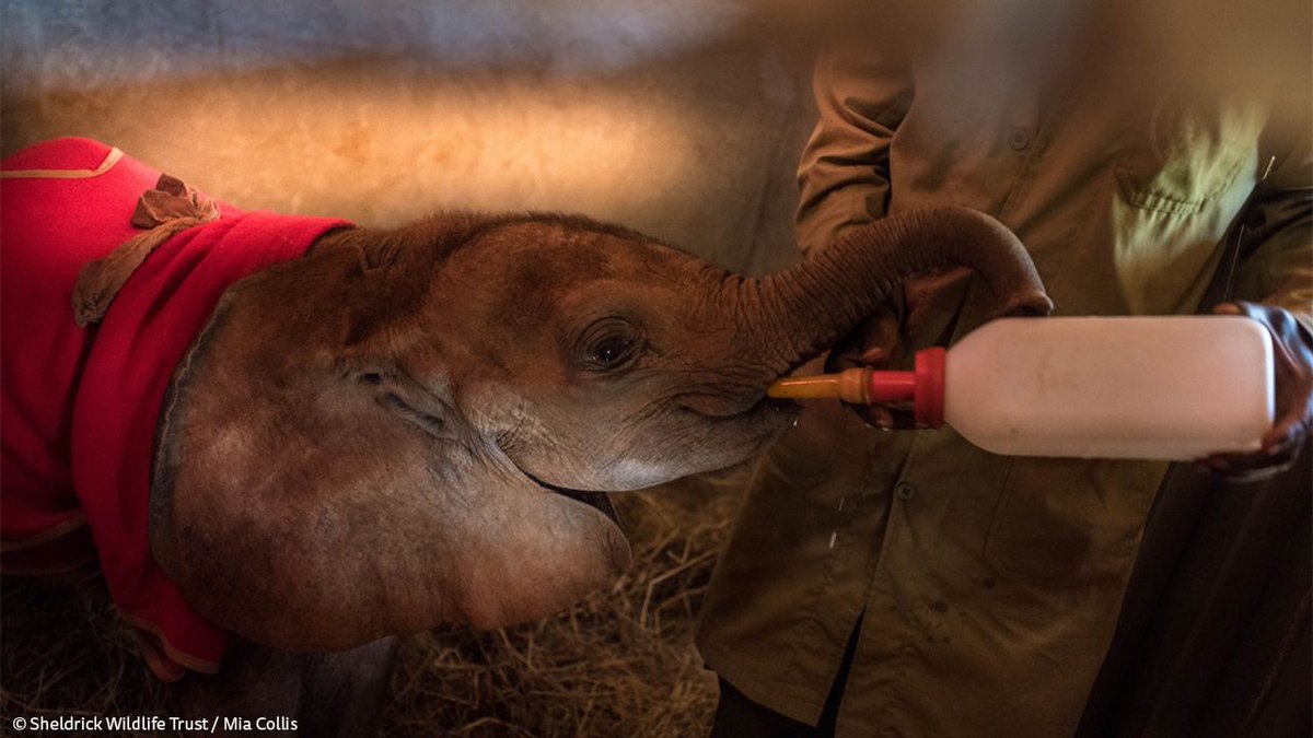 SheldrickTrust's tweet photo. New born baby elephants need more care than most. At only a few days or weeks old, they are far from self-sufficient and need milk on demand and constant protection to survive. That's where our Neonate Nursery comes in: https://t.co/ZEorhVnjoC https://t.co/lR2T3Aa3ob
