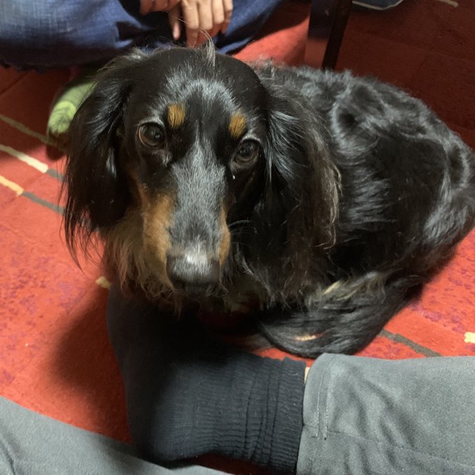 また隣の人呼んでプロレス見ながら飯食ってた🍛
ワンちゃんは猛烈に口舐めてくるけど飯食うよって雰囲気出したらスッと離れてくのかわいい 