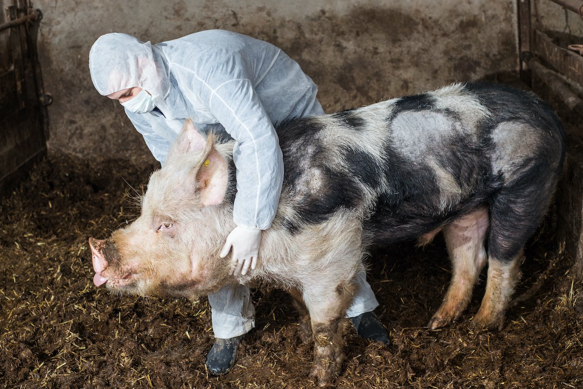 Suspect an #AfricanSwineFever case &amp; collecting samples? Some DOs: 

⭕️Use gloves, wash hands before &amp; after
⭕️Handle samples carefully to avoid degradation/contamination/spillage 
⭕️Bag, seal, package &amp; label based on lab guidelines
⭕️Send to a diagnostic lab as soon as possible