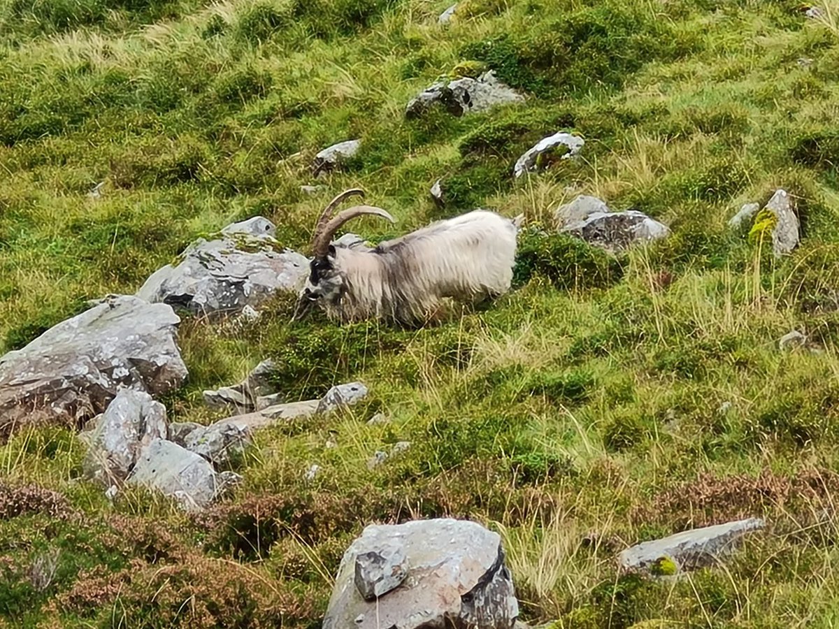 Just moved from Tryfan to Glyders, runners are now taking the lower route due to the change in weather #MtSnowdonUltra <a href="/SnowdonUltra/">Snowdon Ultra</a>