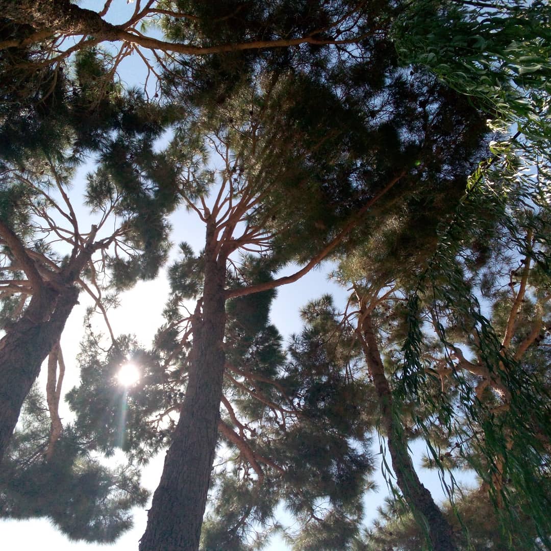 tamsho_9's tweet photo. Surround yourself with nature🌿
About today💚
#treeclick https://t.co/fCl414MJ3I