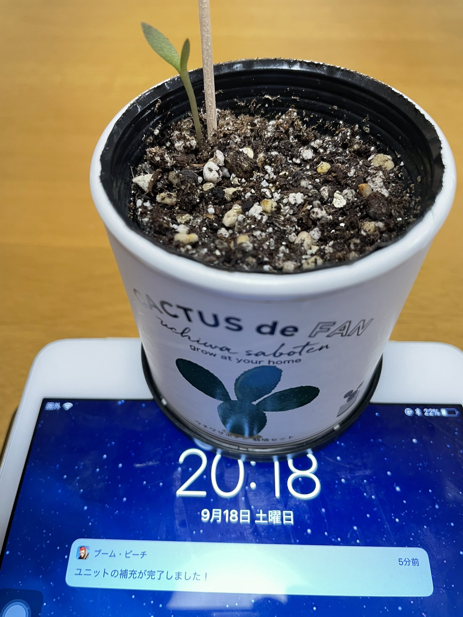 Twitter 上的 ロイヤルタッチ ウチワサボテン 38日目 茎のグラグラも 少し回復 した感じですっ Opuntia ウチワサボテン 回復 茎 根っこ 発芽 観葉植物 いやし バニーカクタス カクタス トゲトゲ 柱サボテン 活き活き フォロバ
