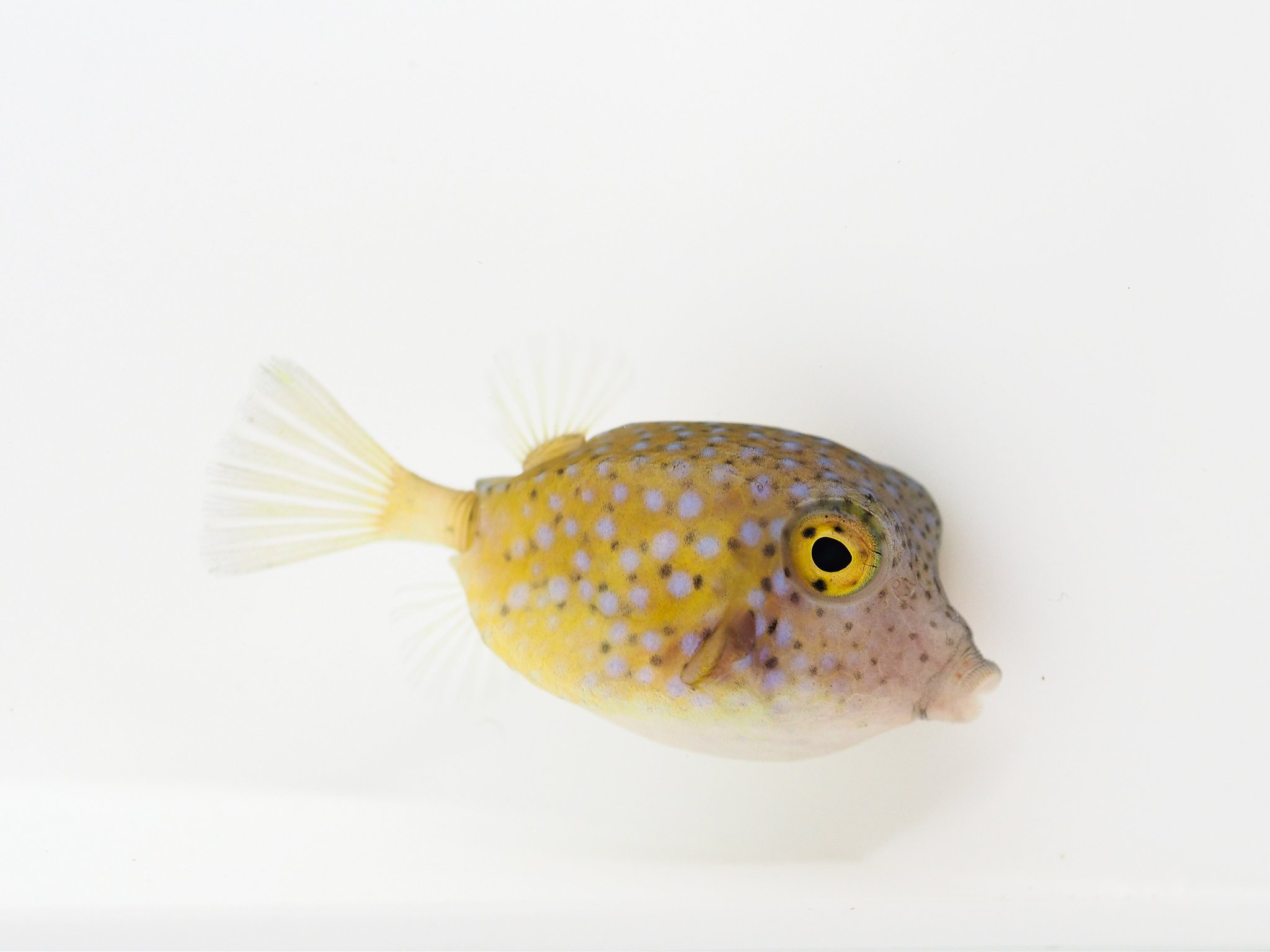 鈴木香里武 Karibu Suzuki 泳ぐサイコロ ハコフグ の幼魚 全身硬い骨格に覆われた体は 多くの魚のようにしならせて泳ぐことはできません その分 胸びれを器用にパタパタさせて方向転換する様子が 健気で応援したくなります 最近特に気になるのが