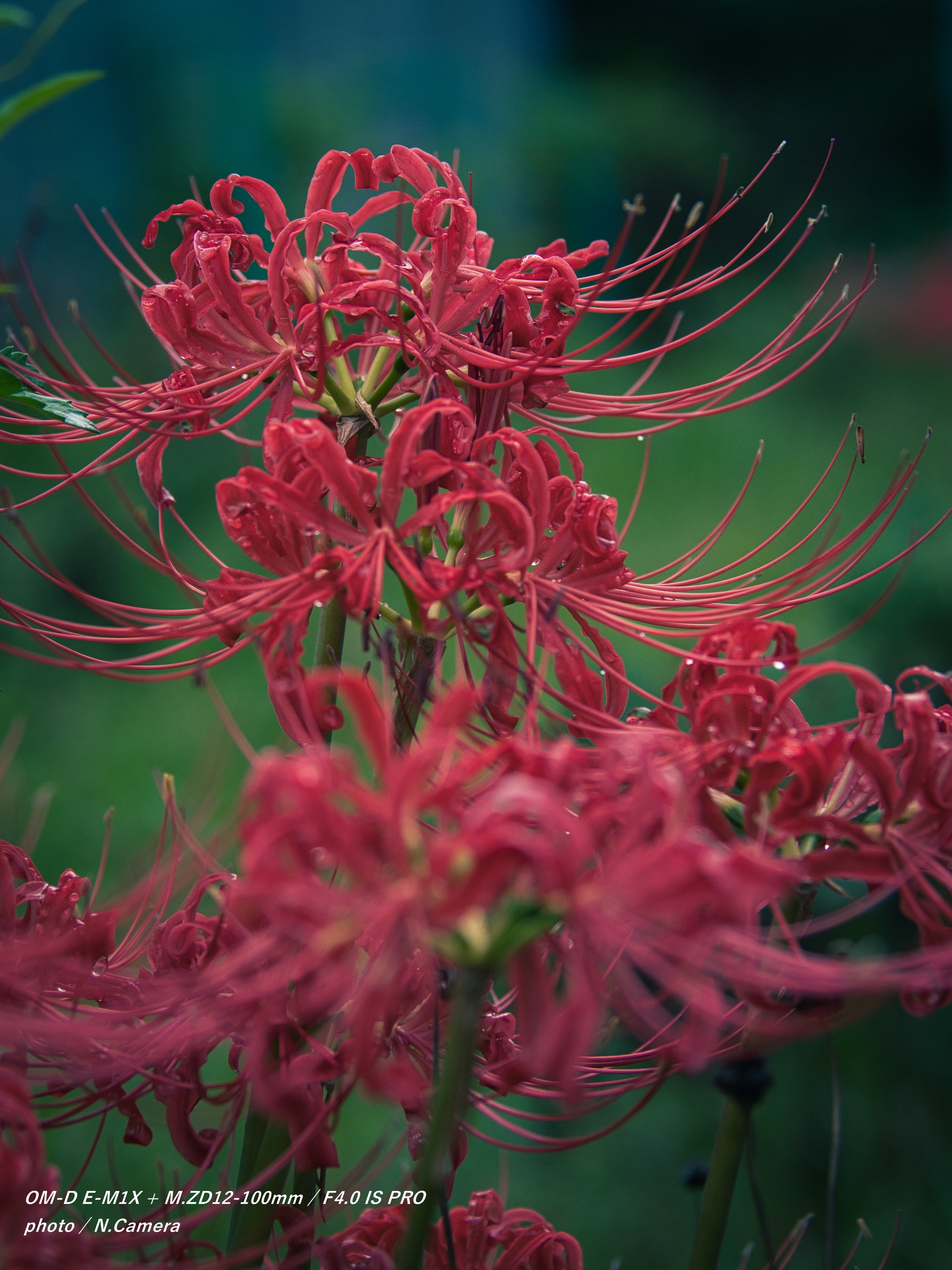 Spiderlily Twitter Search Twitter