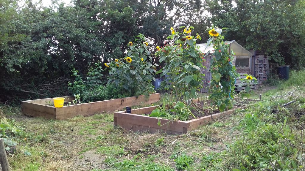 Interested in gardening? Why not drop Jacquie and email and enquiry more now she is back from the recent Hampton Court show. Blossoms of Hope manage the allotment here at the Centre and they are always happy for new people to get involved. <a href="/GCwSPC/">GCwS Parish Council</a> @visitashtent <a href="/KentCommunity/">Kent Community Foundation</a>