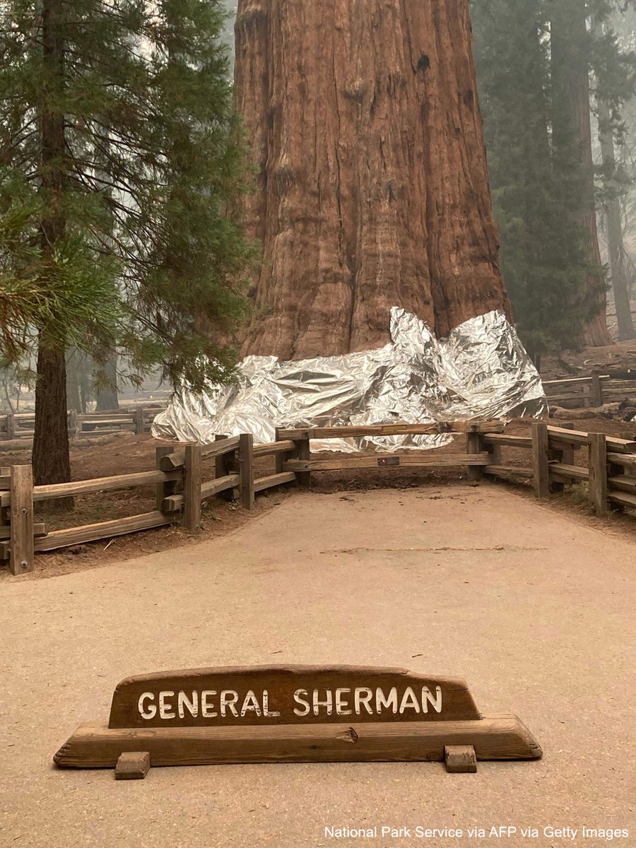 Firefighters have wrapped the base of the world’s largest tree in a fire-resistant blanket as part of an effort to save a famous grove of gigantic old-growth sequoias from wildfires burning in California’s rugged Sierra Nevada. abcn.ws/2VPf4r9