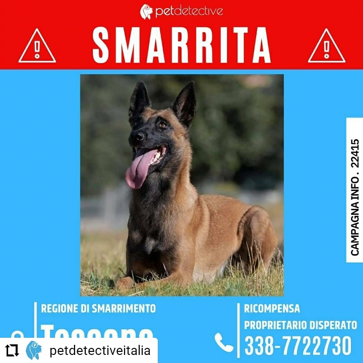 CD da Instagram <a href="/PetDetective_IT/">Pet Detective Italia</a> 🆘SMARRITA BJÖRK a VICOPISANO (PI)
presso Via dei Molini
Pastore Belga Malinois
Femmina
Manto: Pelo corto marrone
Comportamento: SPAVENTATA non si lascia avvicinare
RICOMPENSA PROPRIETARIO DISPERATO
Nicola 3387722730
🔗instagram.com/p/CTU9ULQtcLw/…