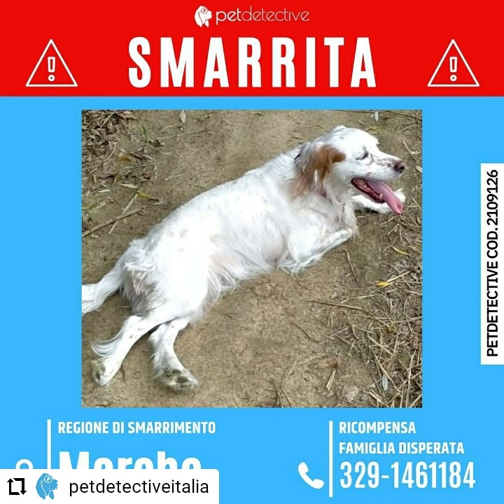 MariaLauraZavag's tweet photo. CD da Instagram @PetDetective_IT 🆘SMARRITA BONNIE a MONTECOPIOLO (PU)
presso Serra Nanni
Setter Inglese
Femmina sterilizzata
Manto: Pelo bianco e marrone
Comportamento: SPAVENTATA non si lascia avvicinare
RICOMPENSA FAMIGLIA DISPERATA
Mirka 3291461184 🔗https://t.co/OklKgzVWiO https://t.co/xJPeAAogUD