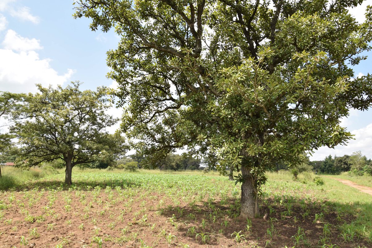 OjokOkello_'s tweet photo. Under and in between #SheaTrees, we grow the crops that nourish our bodies. #treeoflife #okeresheabutter https://t.co/EOfgFaSvSx