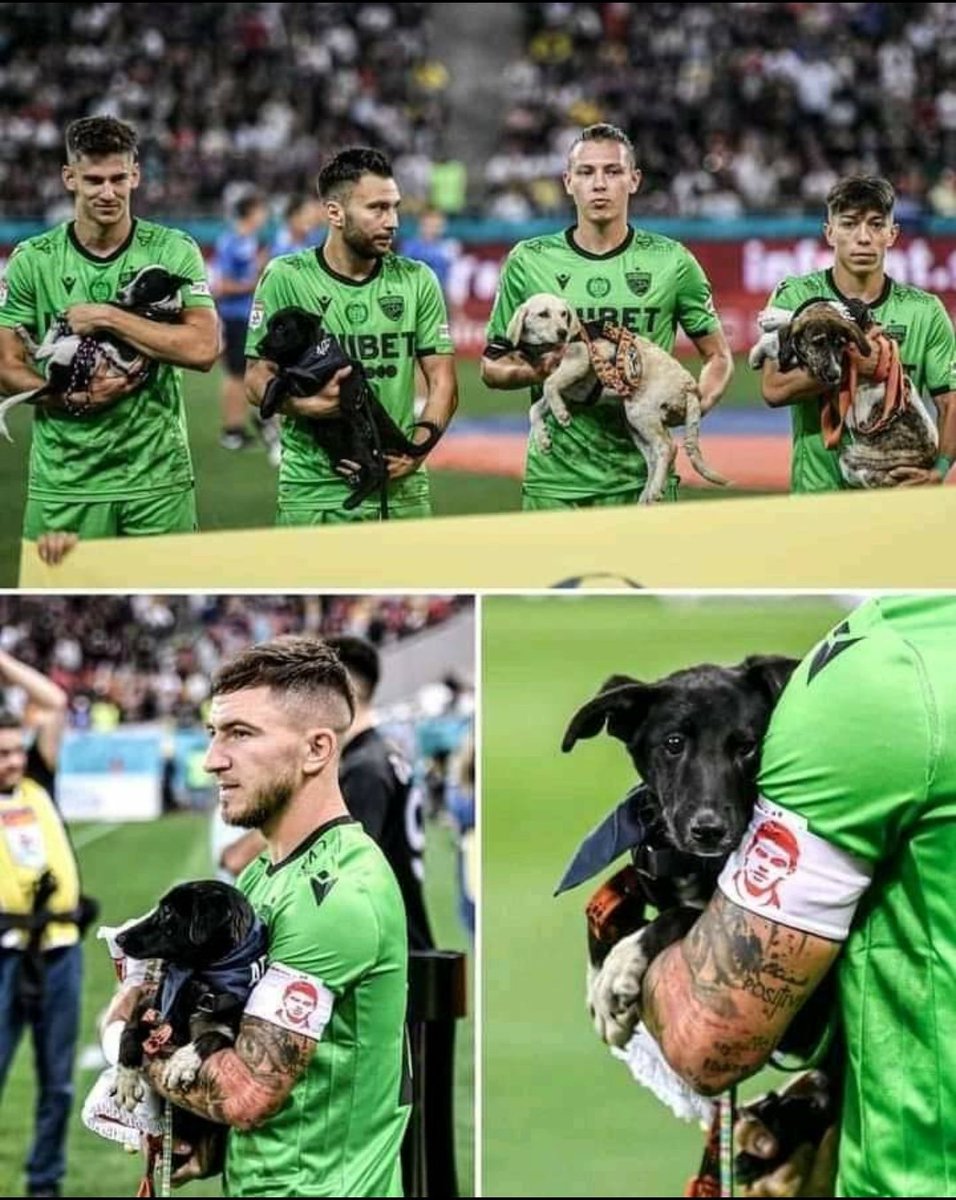 TaxipetsF's tweet photo. Les joueurs du Dinamo Bucarest sont entrés sur le terrain avec des chiens le week-end dernier dans le but de les aider à trouver de nouveaux foyers 🐶❤️
#dinamo #Bucarest #pets #chien #taxipets https://t.co/rBnnPbcT8P