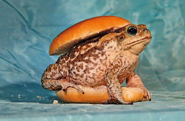 javiermdq's tweet image. Hola #ProgresFalopa.
Tomen, tal vez después del 14N les dan algo para que se saquen el gusto que les va a quedar en la boca.