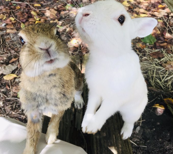 うさ充してきました✨ 