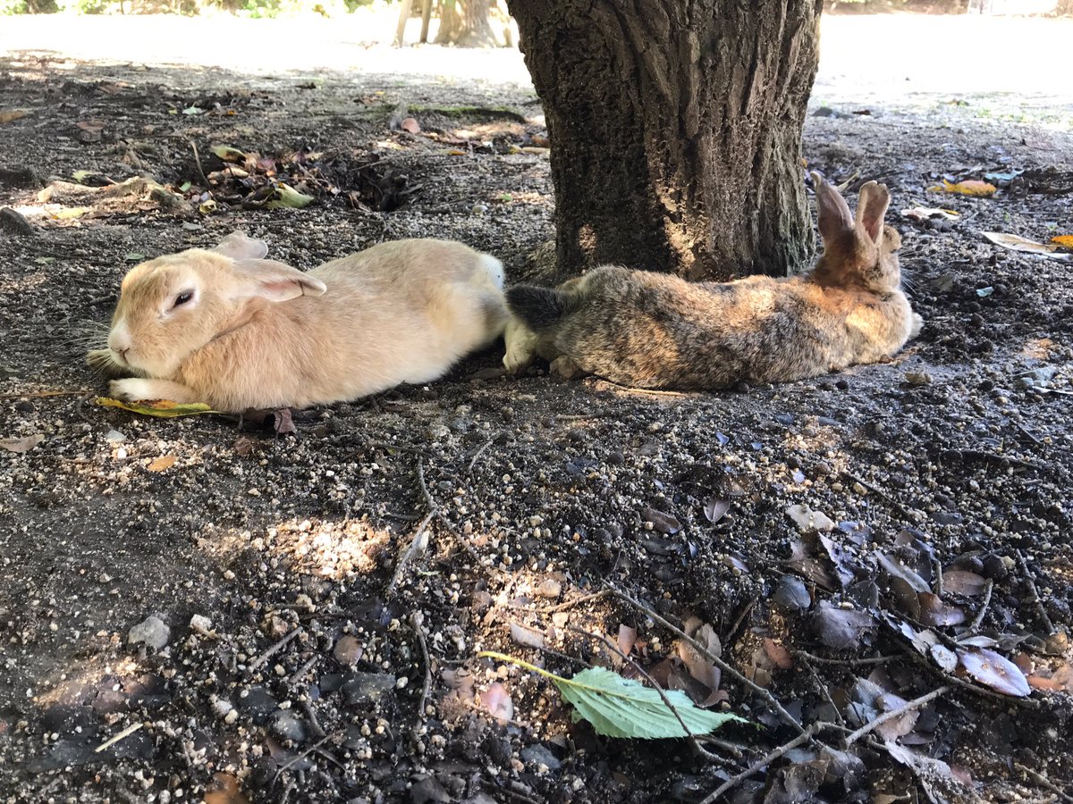 うさ充してきました✨ 
