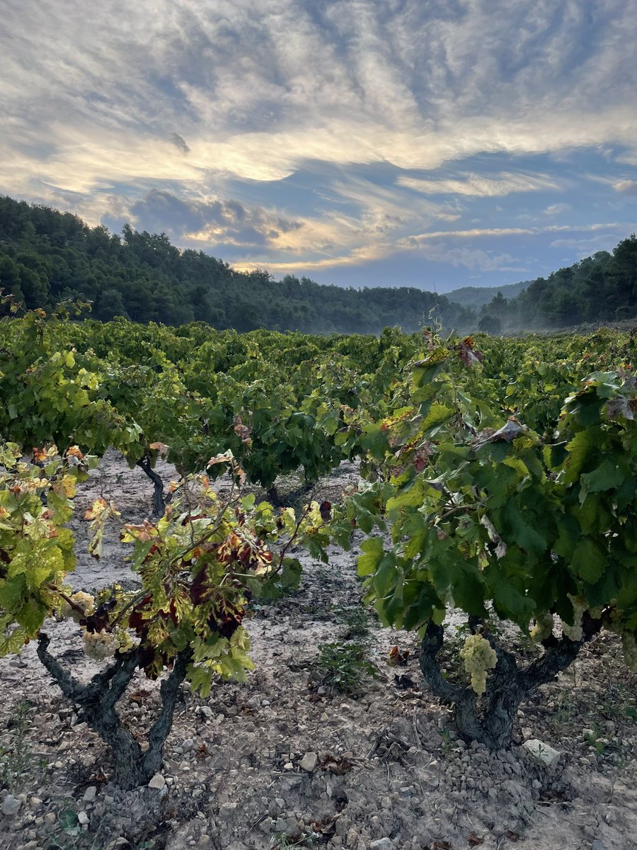 AlbaBalcells's tweet photo. Al tros sempre sóc més feliç. Avui dia de vermar amb la família el fondo de la Planota 🍇✂️ #Fulleda #LesGarrigues #macabeus #terradevi #vicatalà https://t.co/iGnlDtH3aL