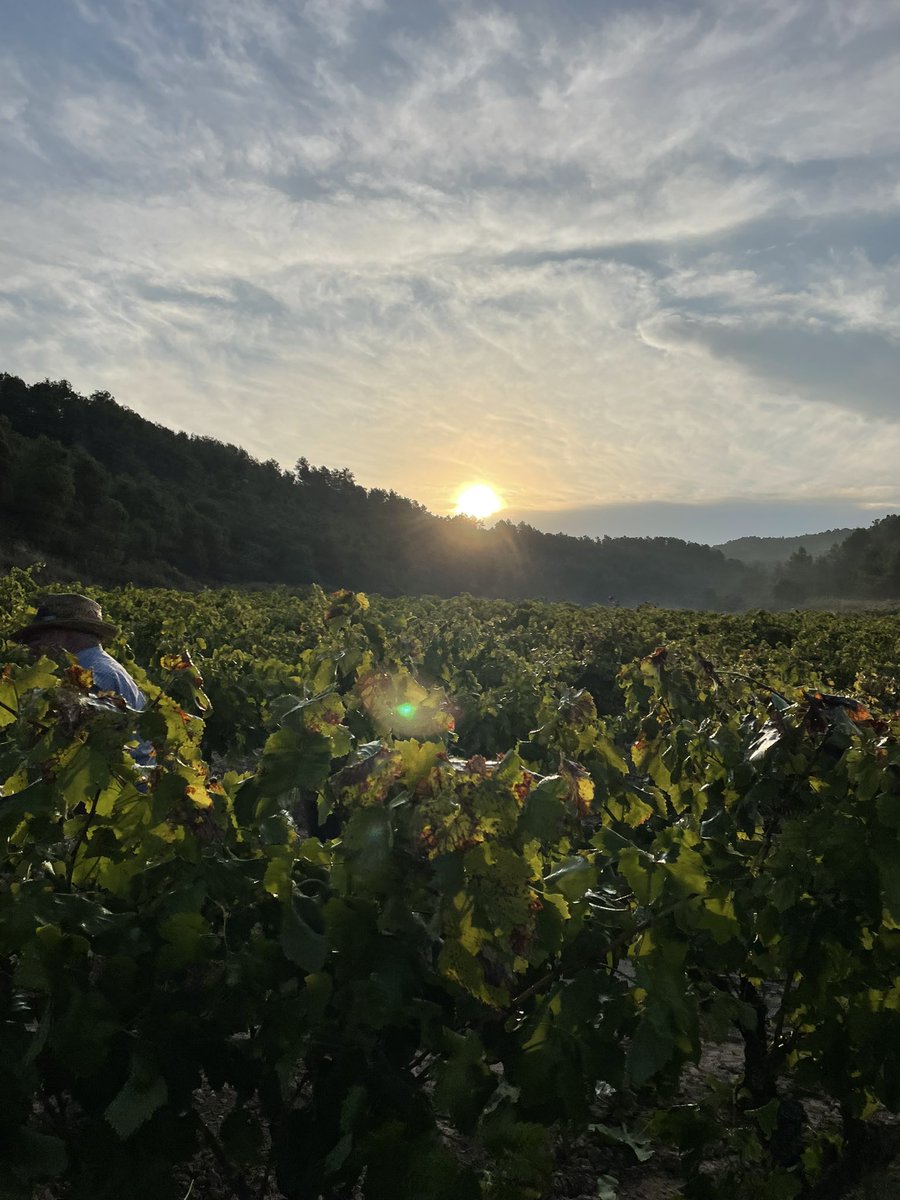 AlbaBalcells's tweet photo. Al tros sempre sóc més feliç. Avui dia de vermar amb la família el fondo de la Planota 🍇✂️ #Fulleda #LesGarrigues #macabeus #terradevi #vicatalà https://t.co/iGnlDtH3aL