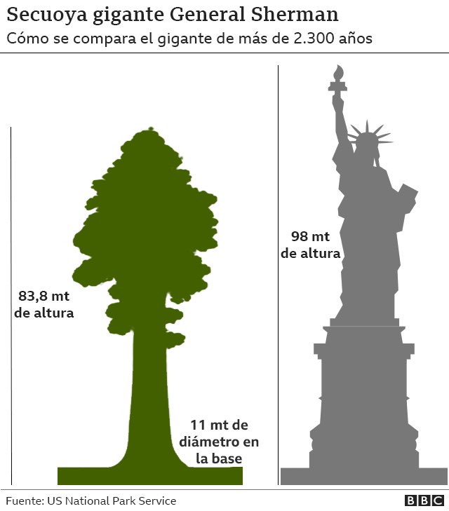 Para se hagan una idea del tamaño de #GeneralSherman