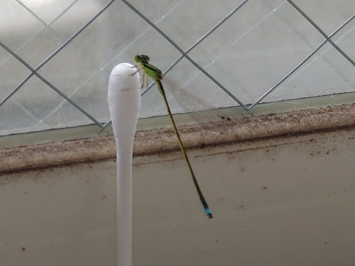 アンジュ動物病院 Ange Ah Com Twitter