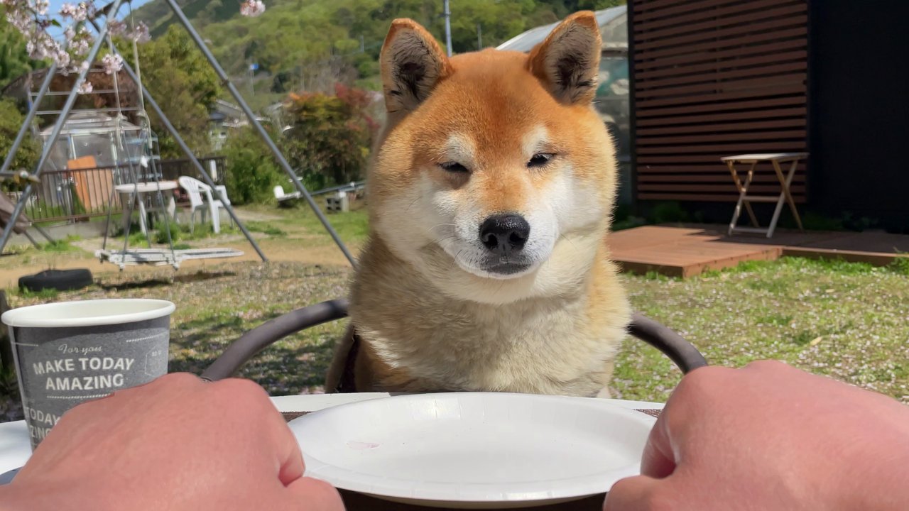 柴犬てつ (@shibainu_tetsu) / X