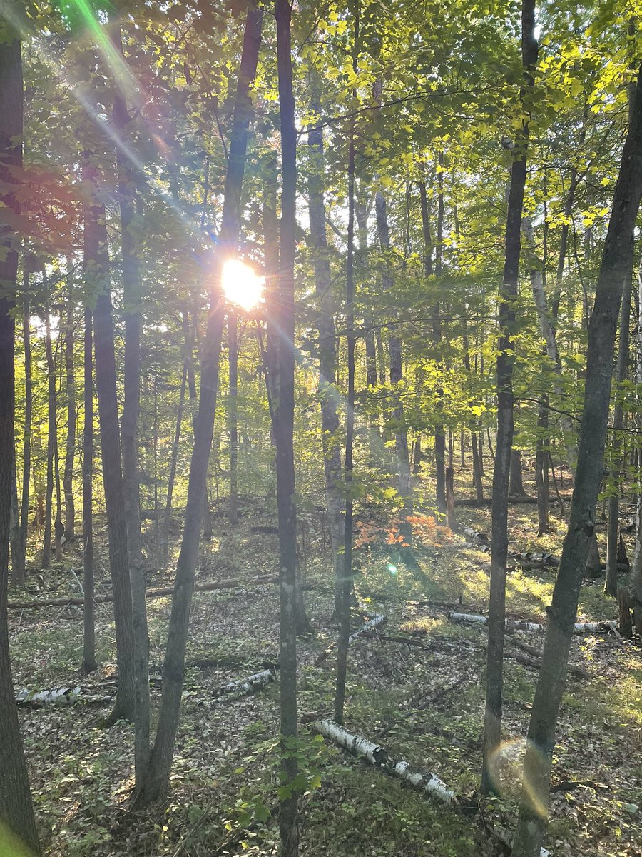 huntingmn2013's tweet photo. Beautiful crisp morning in the tree stand! God couldn’t paint a prettier view. Hope everyone has a fantastic day! 🙌🏻 #treestand #morningmotivation #hunting #openingmorning https://t.co/aKDpnEJg33
