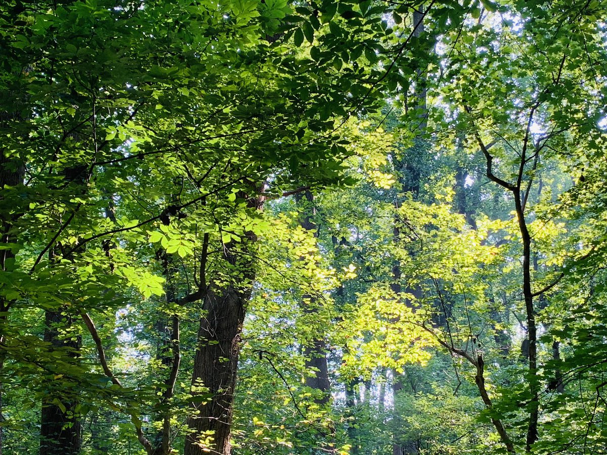 ninakillham's tweet photo. I’m covered in—scratch scratch—oak mite bites from my daily walk through forest. Still—scratch scratch— we must #savethetrees #trees #oakmites #scratchscratch #washingtondc https://t.co/iXTwxJbQzw