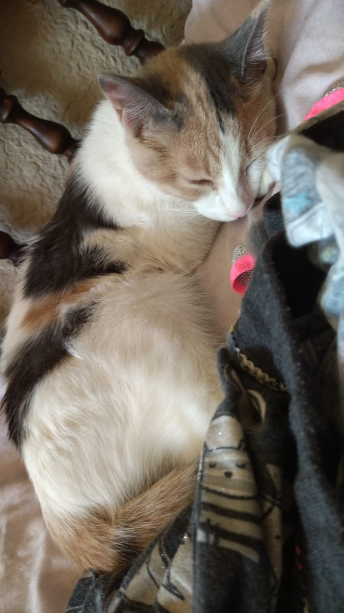 albertobarbas's tweet photo. Toca descansar en la feria, unos nos vamos al césped y otras duermen a gusto y robando corazones

#DiarioDeLaFLM #UnLibreroConBarba #Libros #books #booktune #CatsOnTwitter https://t.co/HAvmjXHlyZ