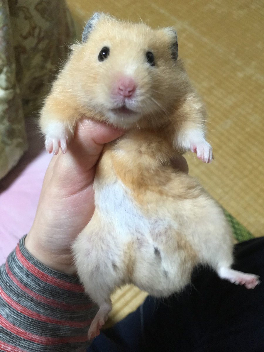 milk9136's tweet photo. ナツ「ぼくもいるでしゅよ！」

なったんも可愛いねぇ(*´ω`*) https://t.co/8JnzlUwwm5