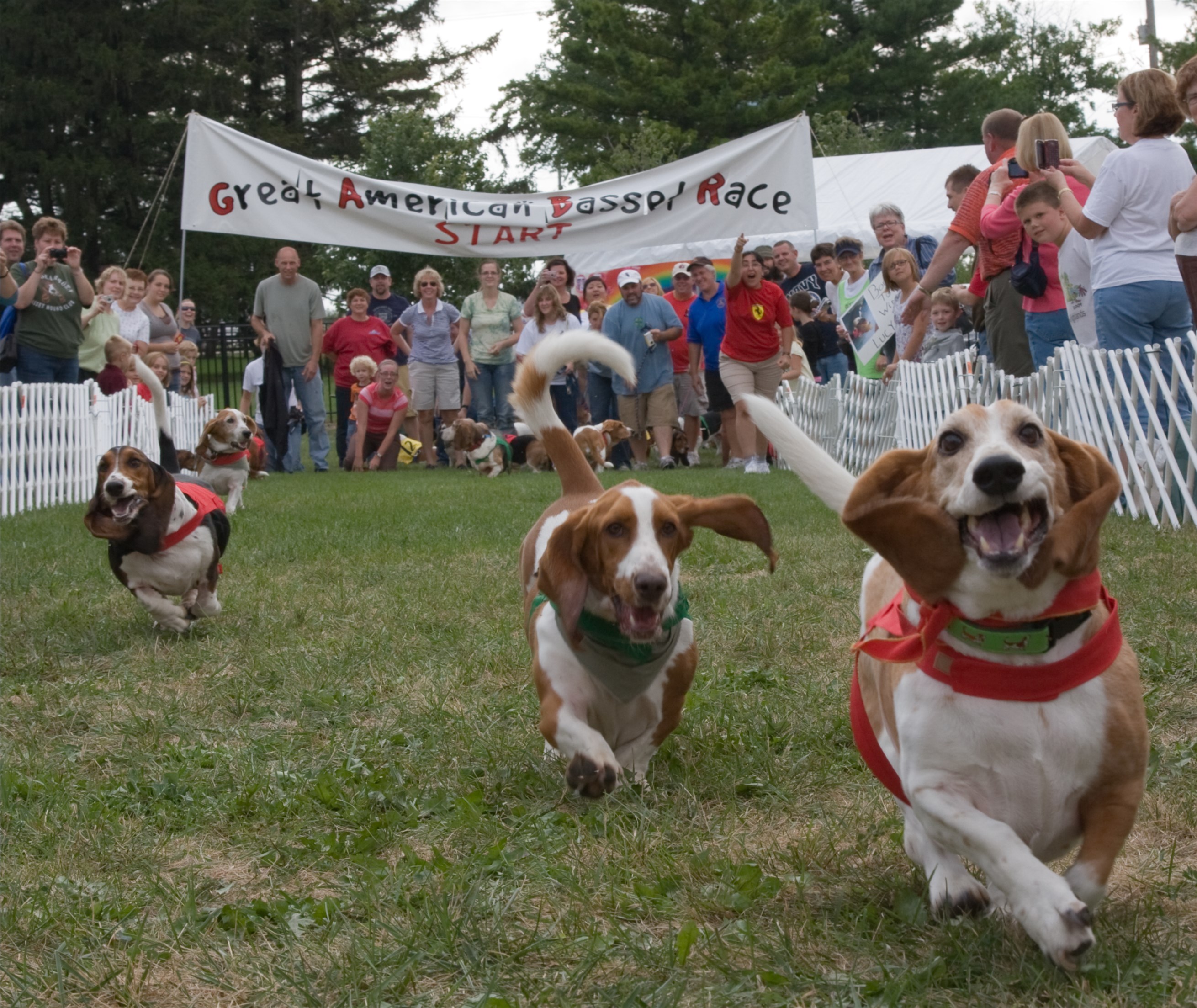 What Is A Basset Waddle