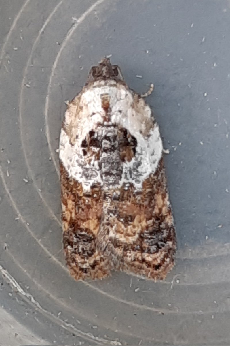 #moths in the garden last night here at Marton included Green-brindled Crescent, Common Marbled Carpet and Garden Rose Tortrix. @LincsNaturalist @LincsWildlife @savebutterflies @BC_Lincolnshire #MothsMatter