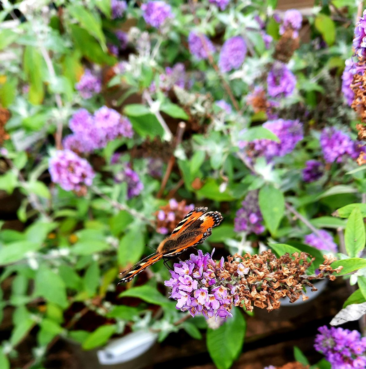 Shari ♿💙🌻 (@auldyth) on Twitter photo Little outing for secateurs and succulents - found bee and butterfly on buddleia
(And some onion marmalade <a href="/HootonsFarmShop/">Hooton's Farm Shop</a> <a href="/frongochgarden/">Fron Goch Garden Centre</a> Little outing for secateurs and succulents - found bee and butterfly on buddleia
(And some onion marmalade <a href="/HootonsFarmShop/">Hooton's Farm Shop</a> <a href="/frongochgarden/">Fron Goch Garden Centre</a>