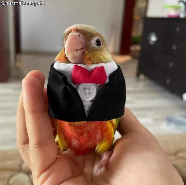 WholesomeMemes (@wholesomememe) on Twitter photo 