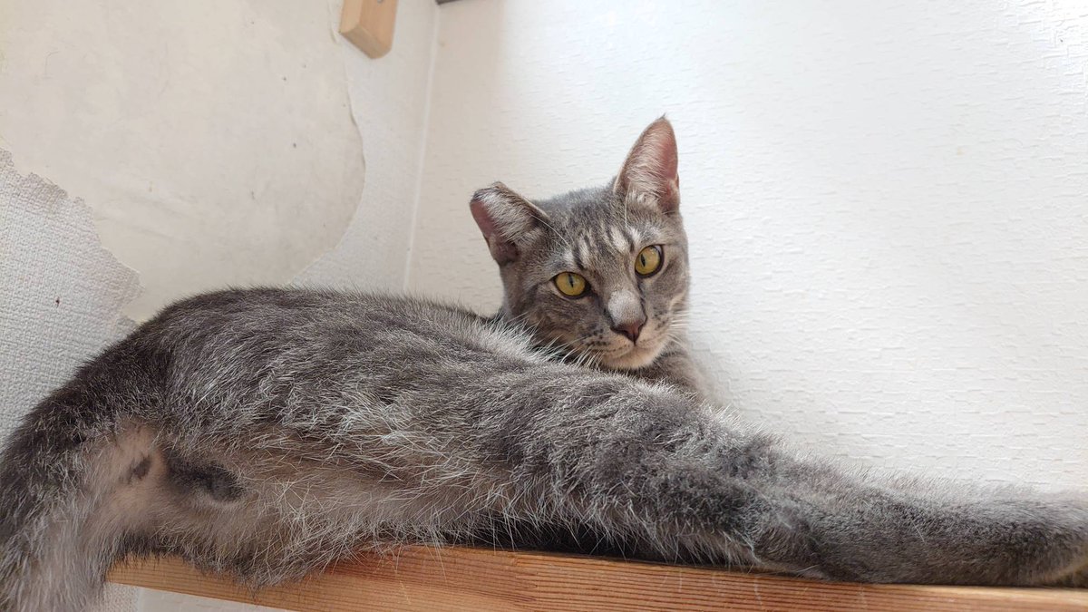 サバトラ Twitter Search