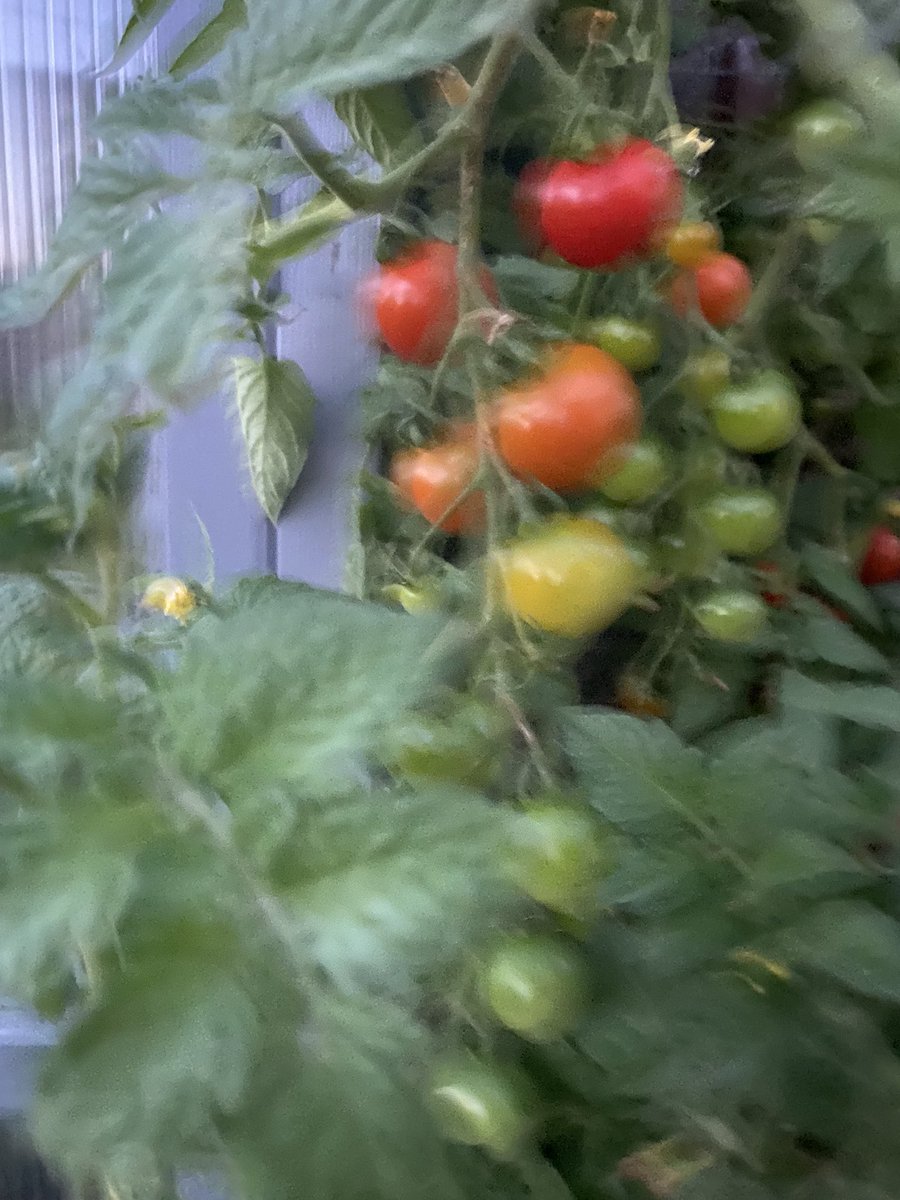 langerslangers's tweet photo. @elenadice1976 @roryconn #secondtimer and loving my collection! Tiny cherry toms in abundance but only two courgettes this year. I have just discovered 8 ripe cucumbers! https://t.co/CTHYfCFsYh