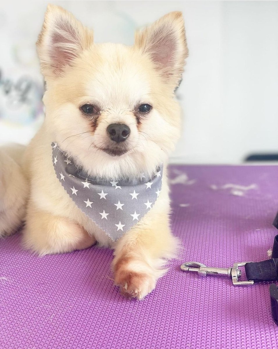 Katie's Paws and Chores tweet media