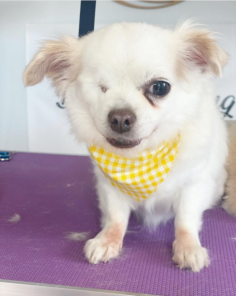 Katie's Paws and Chores tweet media