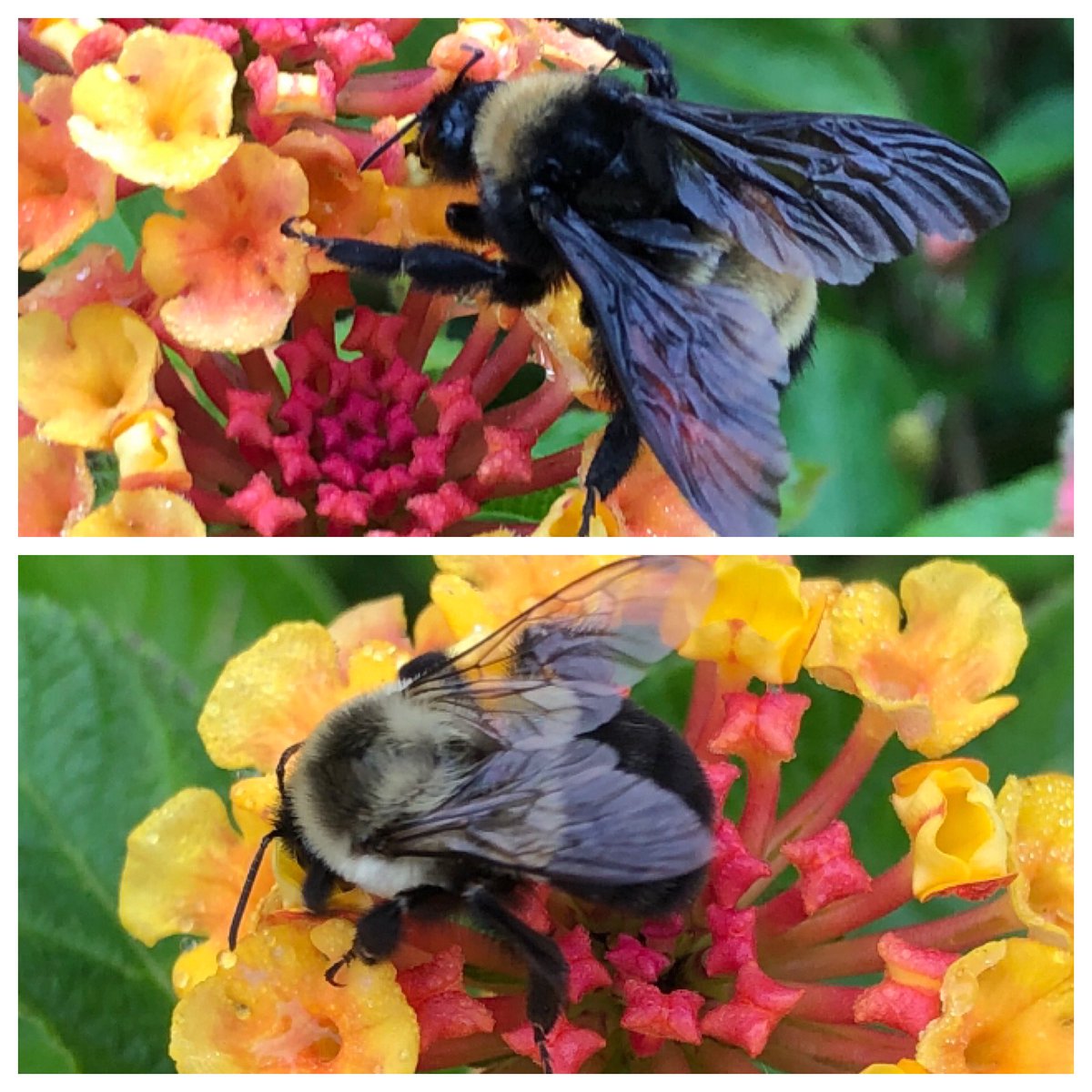 Bookman30022's tweet image. Recently we had a local  @girlscouts complete her #GoldAward project at #MiltonLibrary by creating a pollinator garden- hoping to help these guys find some new stops on their daily rounds.  @cityofmiltonga @fulcolibrary