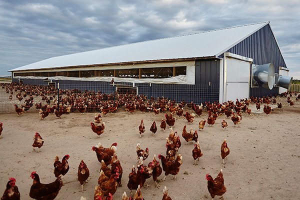 LesterBuildings's tweet image. In honor of September being National Chicken month, did you know there are more than 25 billion chickens in the world?
There are more chickens than any other bird species on Earth and they also outnumber humans 4 to 1. #LesterBuildings #PoultryBarn #PoultryBuilding