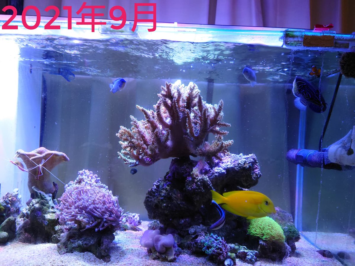 海水魚飼育水槽 Twitter Search