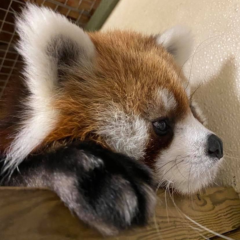 Red Panda Redpandasdaily Twitter Red Panda Redpandasdaily Twitter