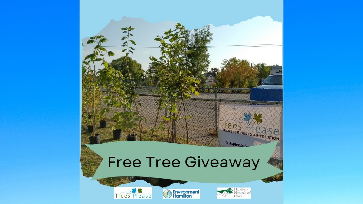 EnvHamilton's tweet image. FREE TREE GIVEAWAY!  1300+ native trees available for Hamilton residents! We know that trees help fight climate change, improve air quality, &amp;amp; provide countless other benefits!  Check out our tree list &amp;amp; make your request by Oct 4th here: 
environmenthamilton.org/trees_please
Please share!