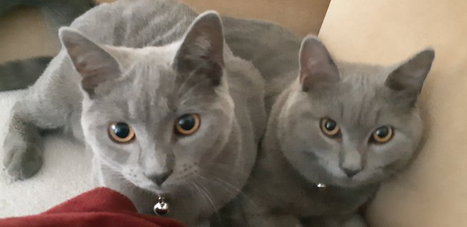 RT @Kaisy6661: @Thor_tabby Hi Thor, we are Milo & Harvey and are glad to meet you. https://t.co/hOITJWBYDk