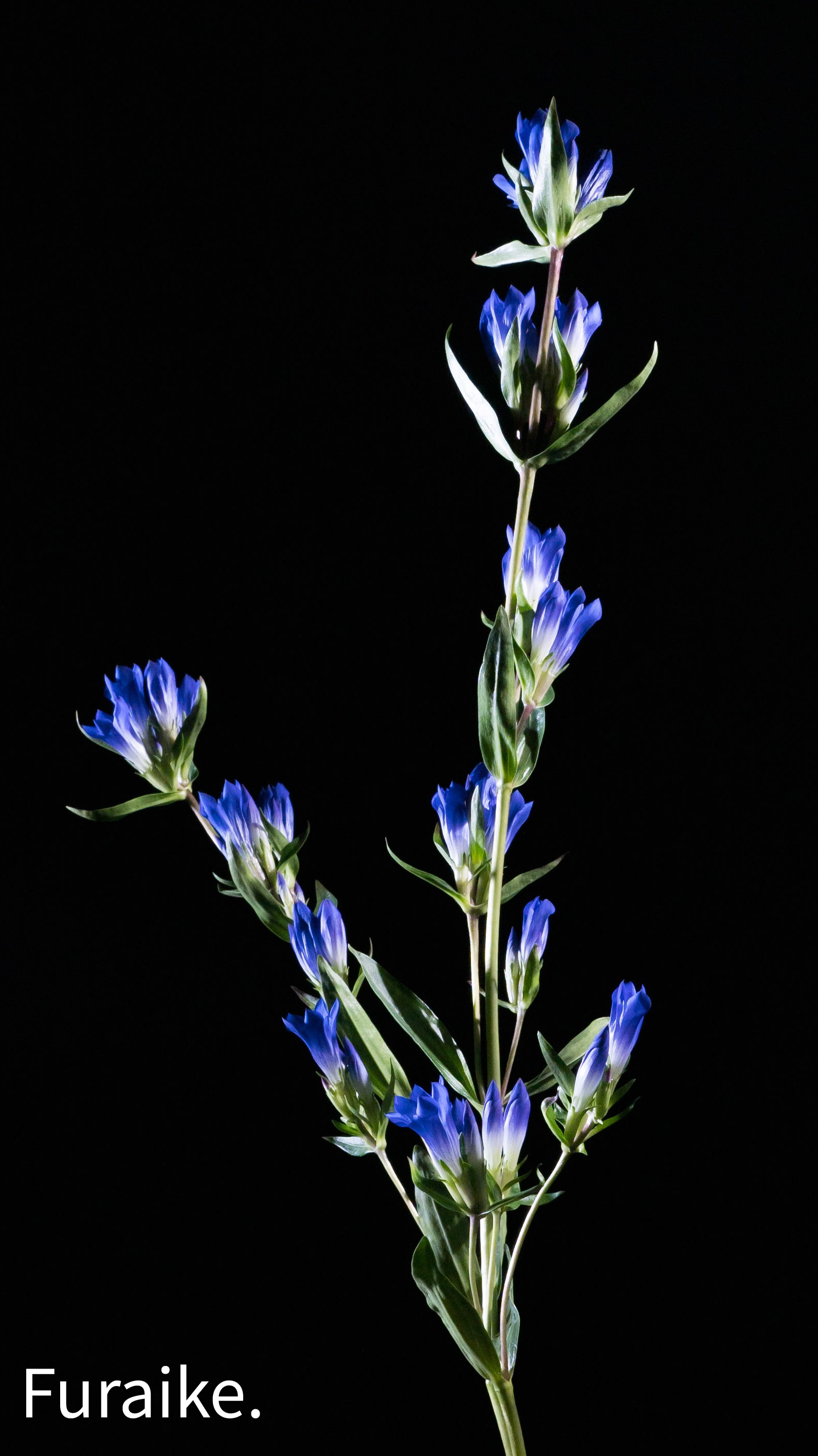 Furaike ふらいけ 華道家 Flowers Ikebana Twitter